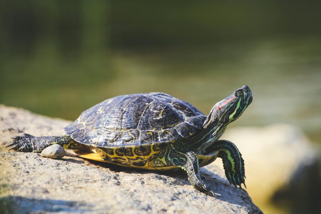 A red-eared slider turtle basking on a sunlit rock by the water.