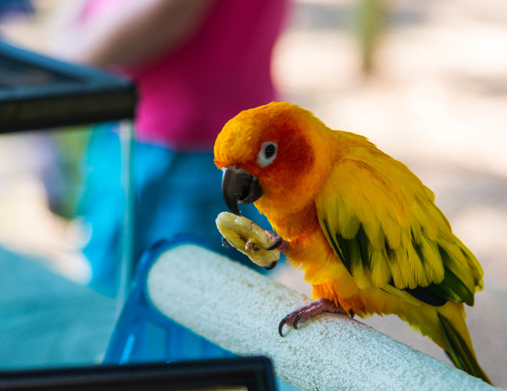 Pretty Parrot eating a banana