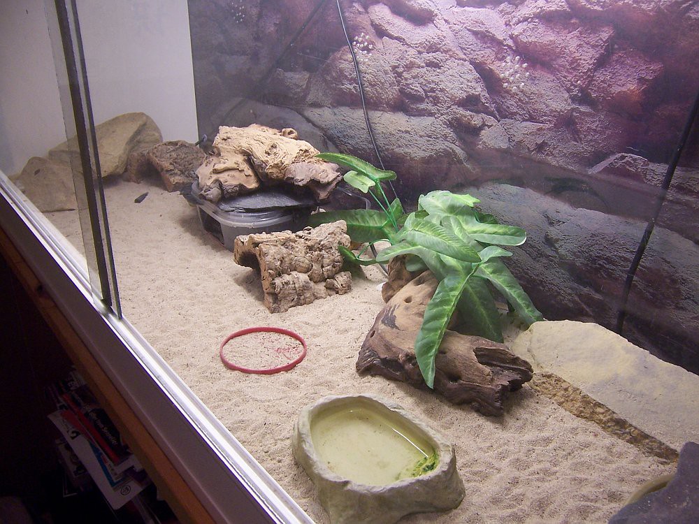Water Dish Maintenance and Hydration