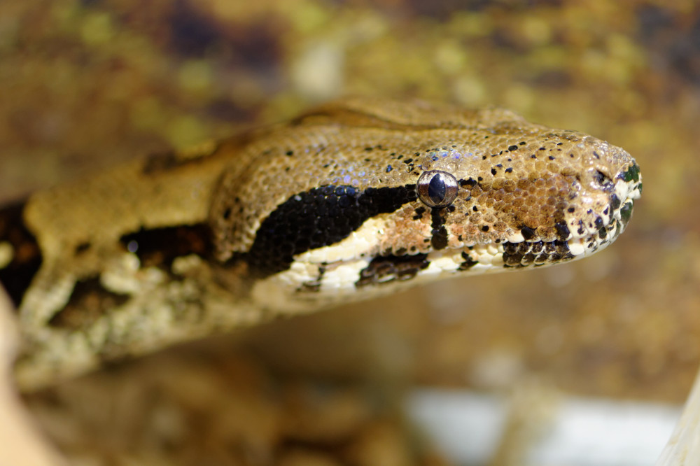 Boa Constrictor