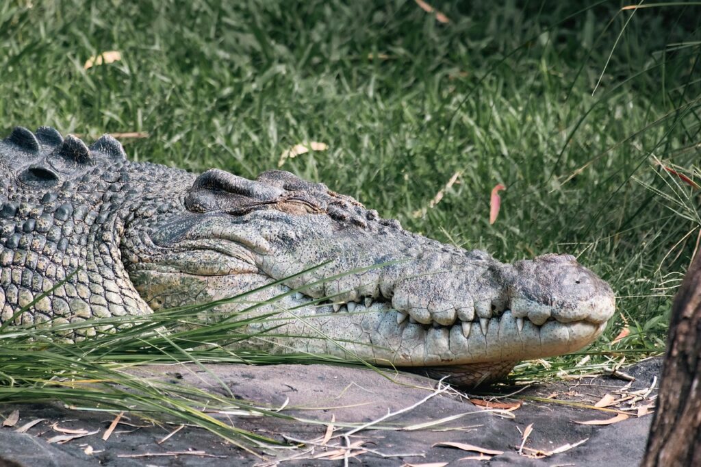 crocodile, saltwater crocodile, australia, nature, reptile, animal, wildlife