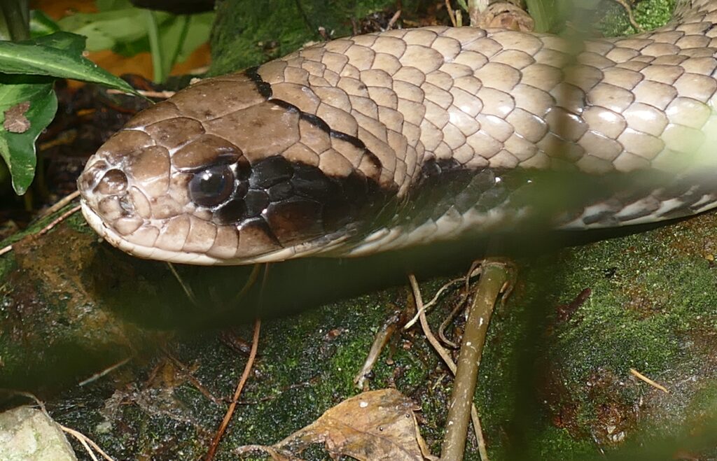 Batesian vs. Müllerian Mimicry in Snakes