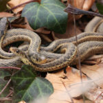 Conservation Considerations
