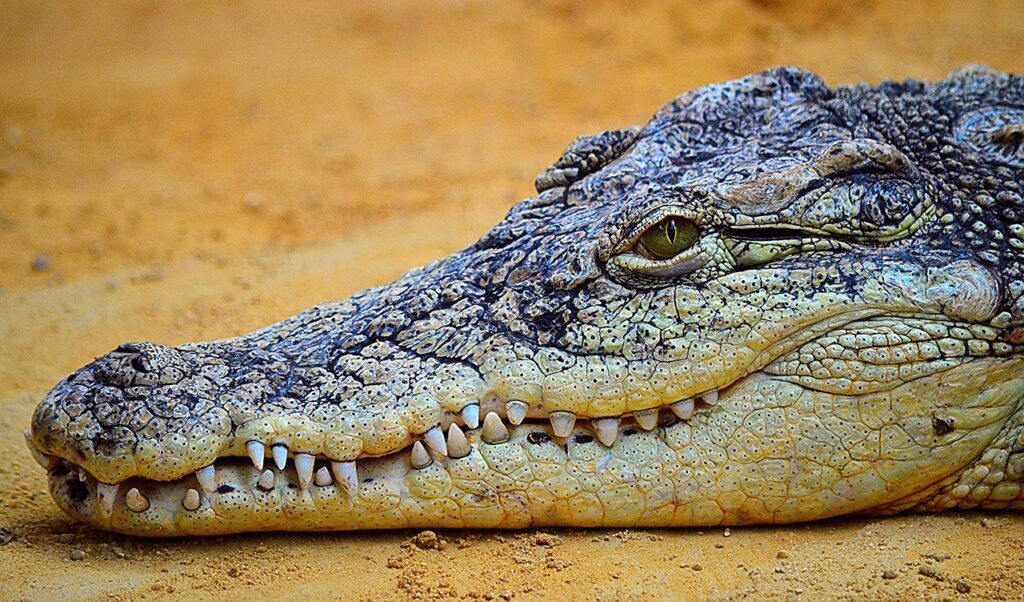 crocodile, reptile, nature, wildlife, earth, crocodile, crocodile, crocodile, crocodile, crocodile