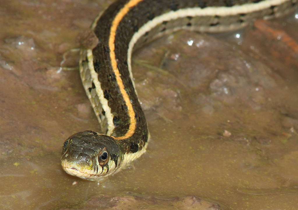SNAKE, BLACK-NECKED GARTER 