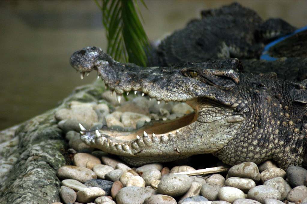 crocodile