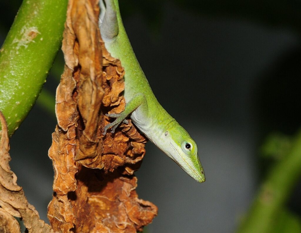 green anole lizard, reptile, animal, nature