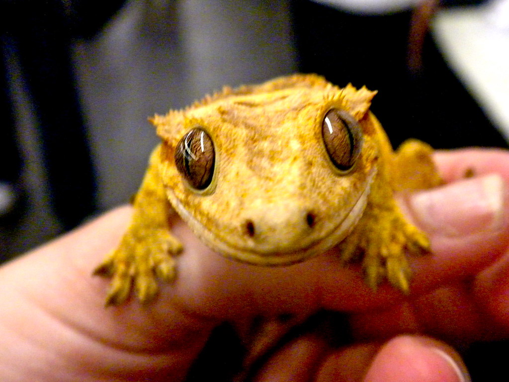 Crested Gecko in a persons hand