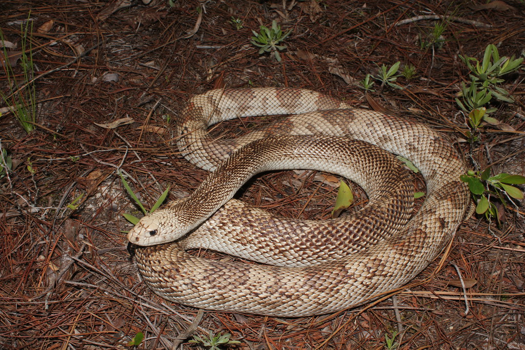 Pine Snake: The Vanishing Burrower