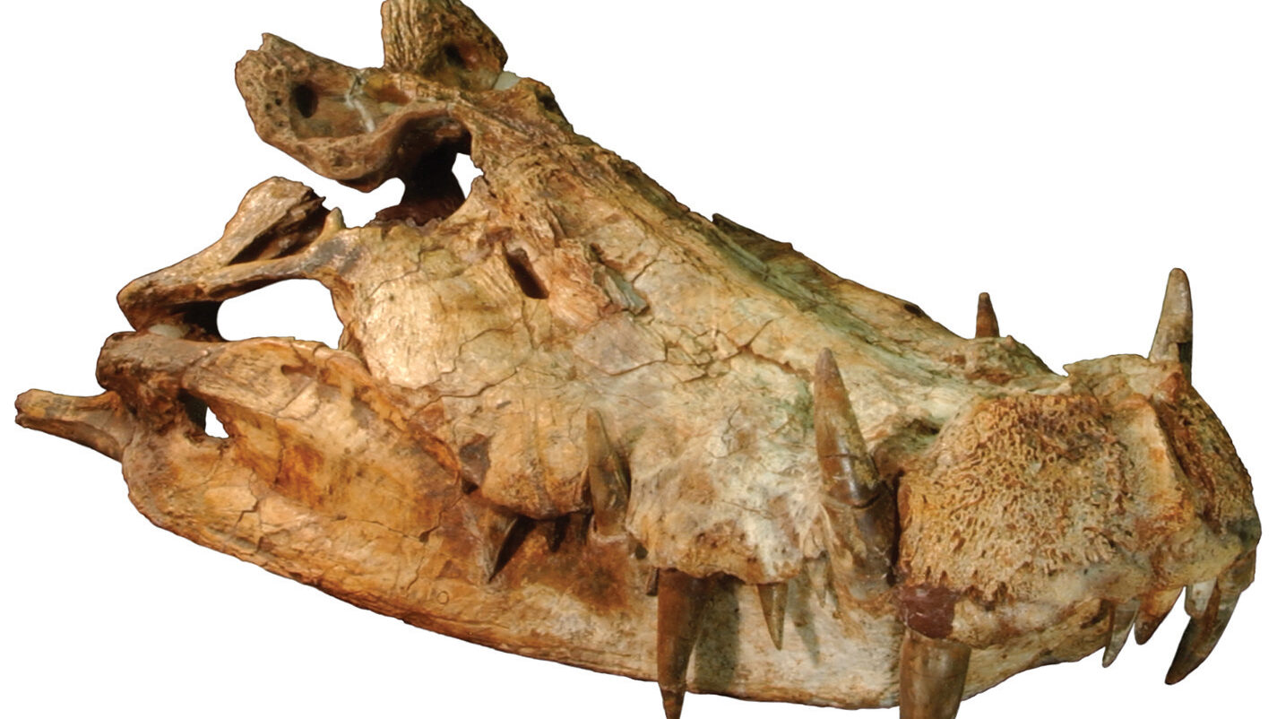 Kaprosuchus 