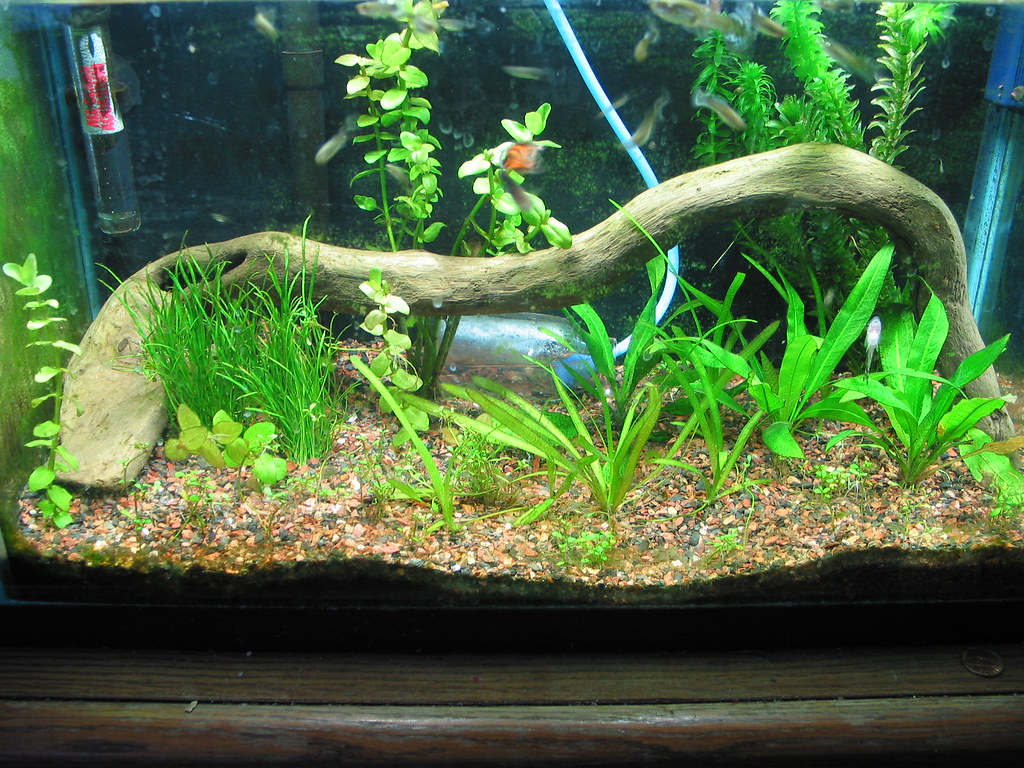 Setting Up the Perfect Guppy Aquarium