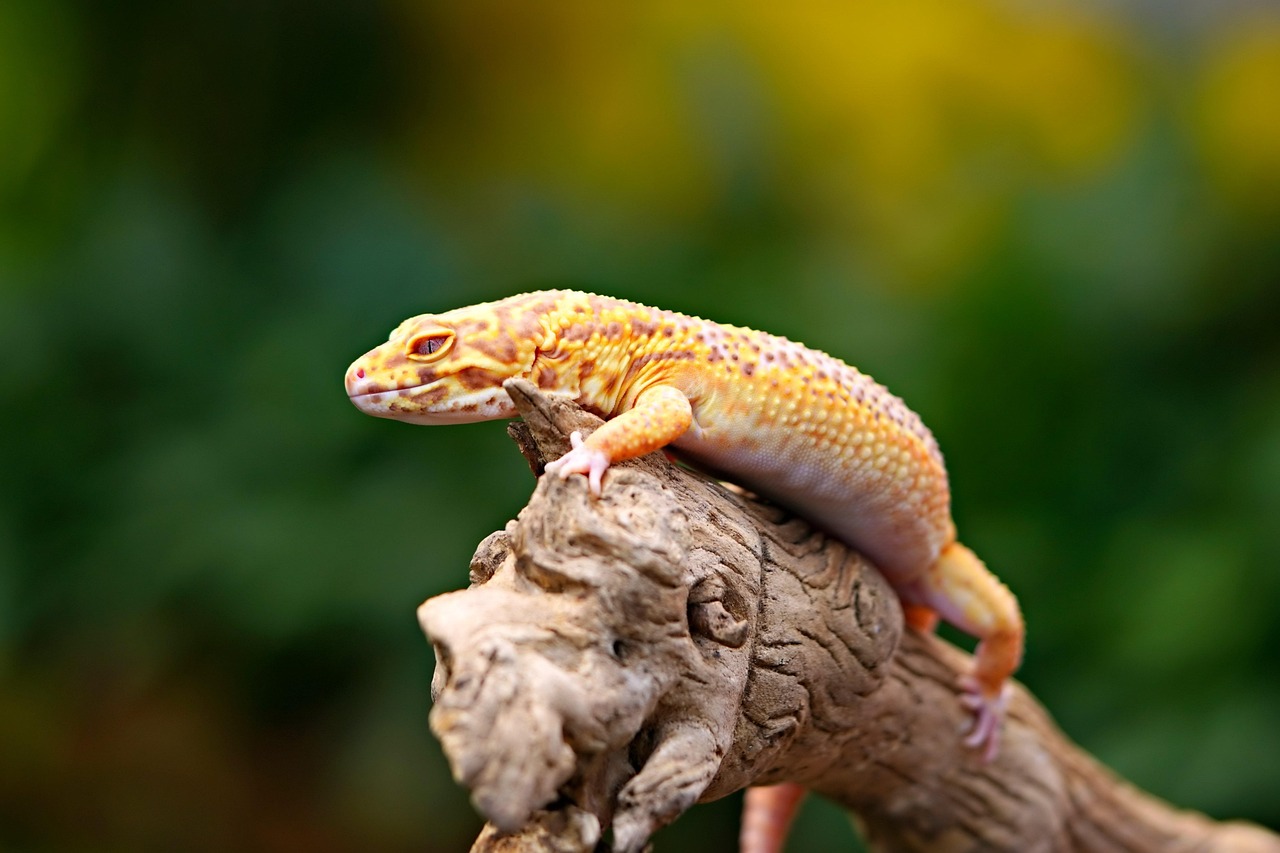 yellow-headed gecko, gecko, reptile, animal, wildlife, nature, gonatodes albogularis