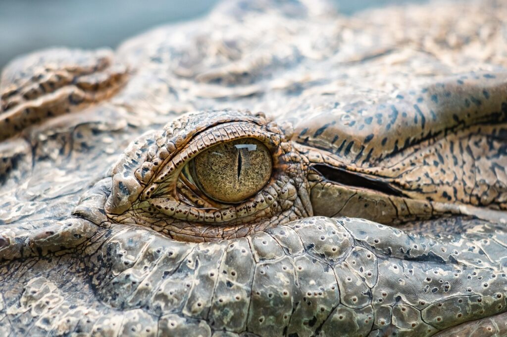 saltwater crocodile, crocodile, nature, animal, reptile, australia, close up, eye