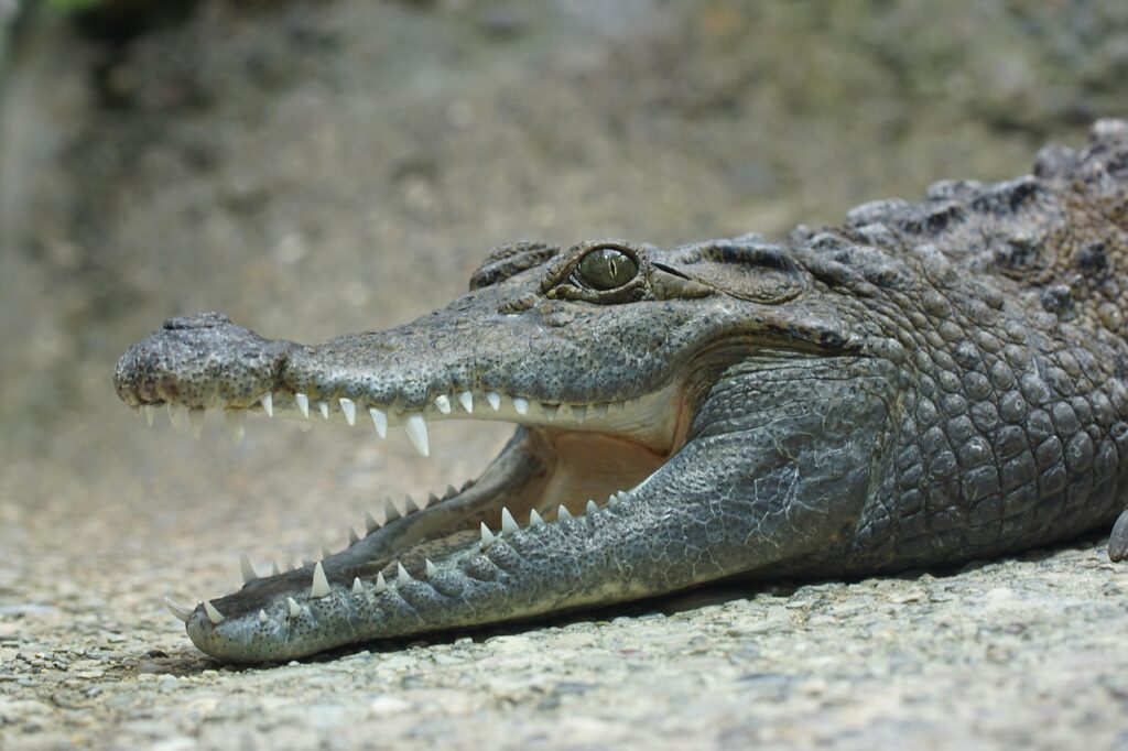 crocodile, teeth, lizard, crocodile, crocodile, crocodile, crocodile, crocodile