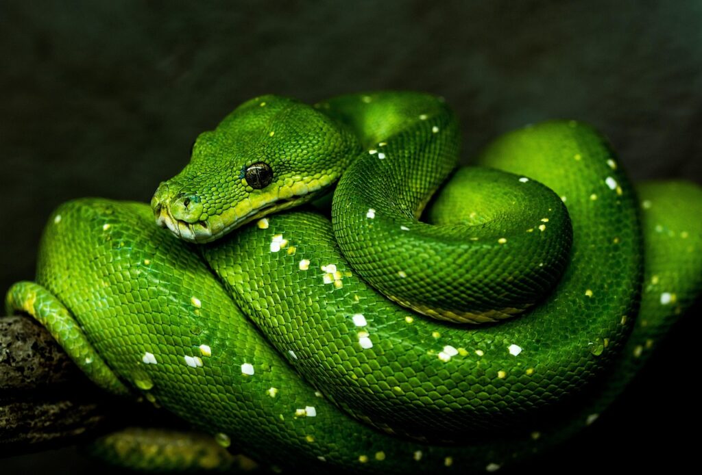 Green Tree Python (Morelia viridis)