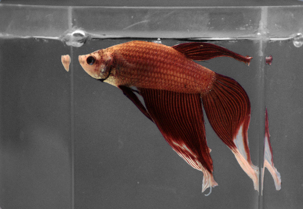 Understanding Fish Stress and Its Consequences