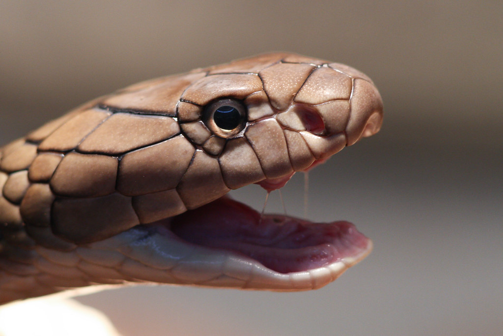 Measuring Intelligence in Venomous Snakes