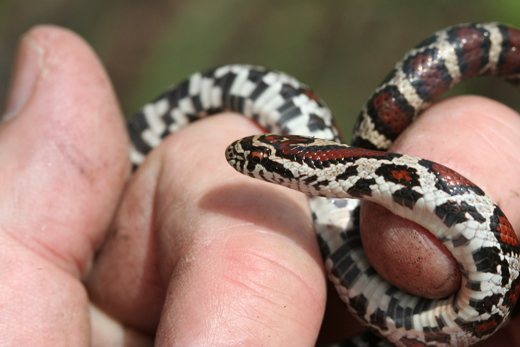 Conservation Challenges for Mimetic Snake Species