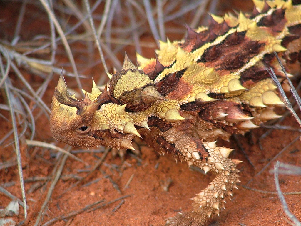 Thorny Devil