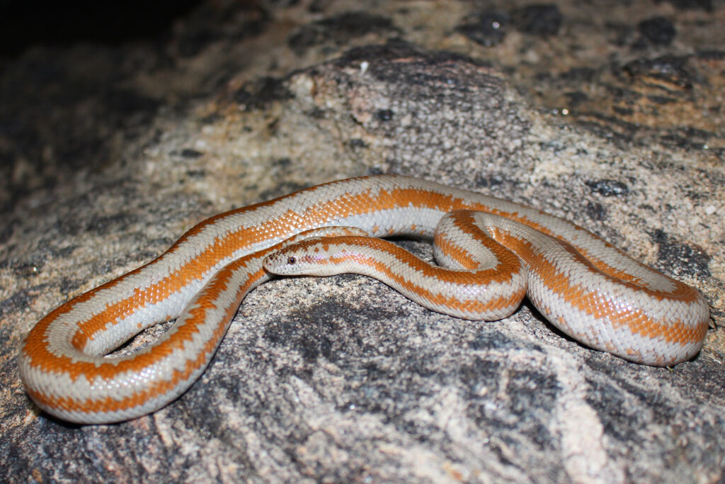 Lichanura orcutti