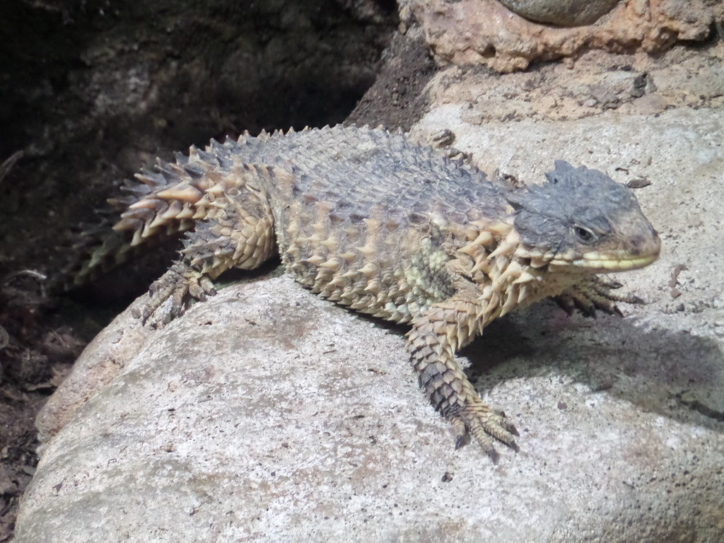 Golden Armadillo Lizard 1