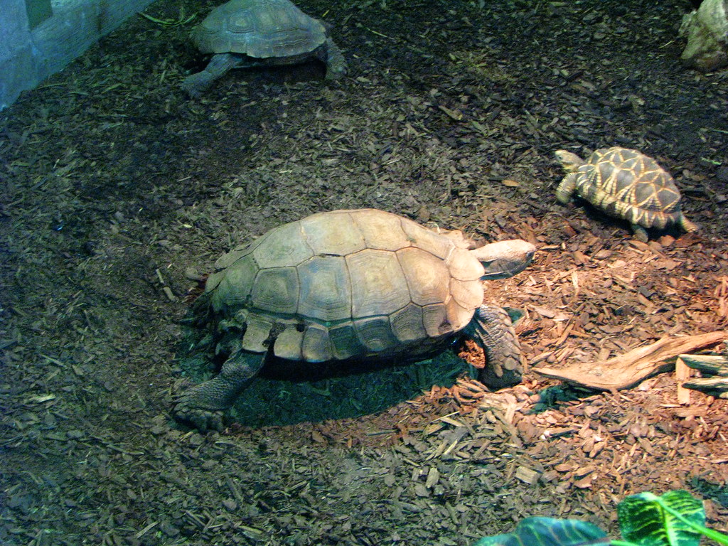 Asian Brown Tortoise / Burmese Star Tortoise