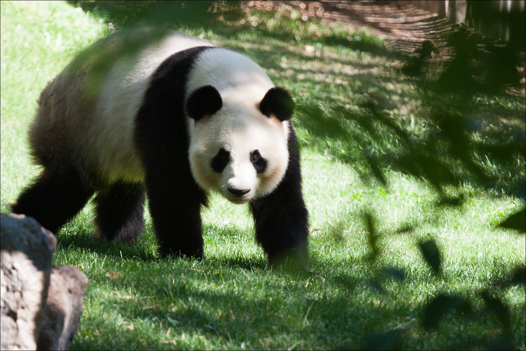 Giant Panda Population Growth in China