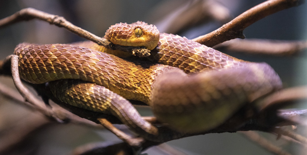 African Bush Viper