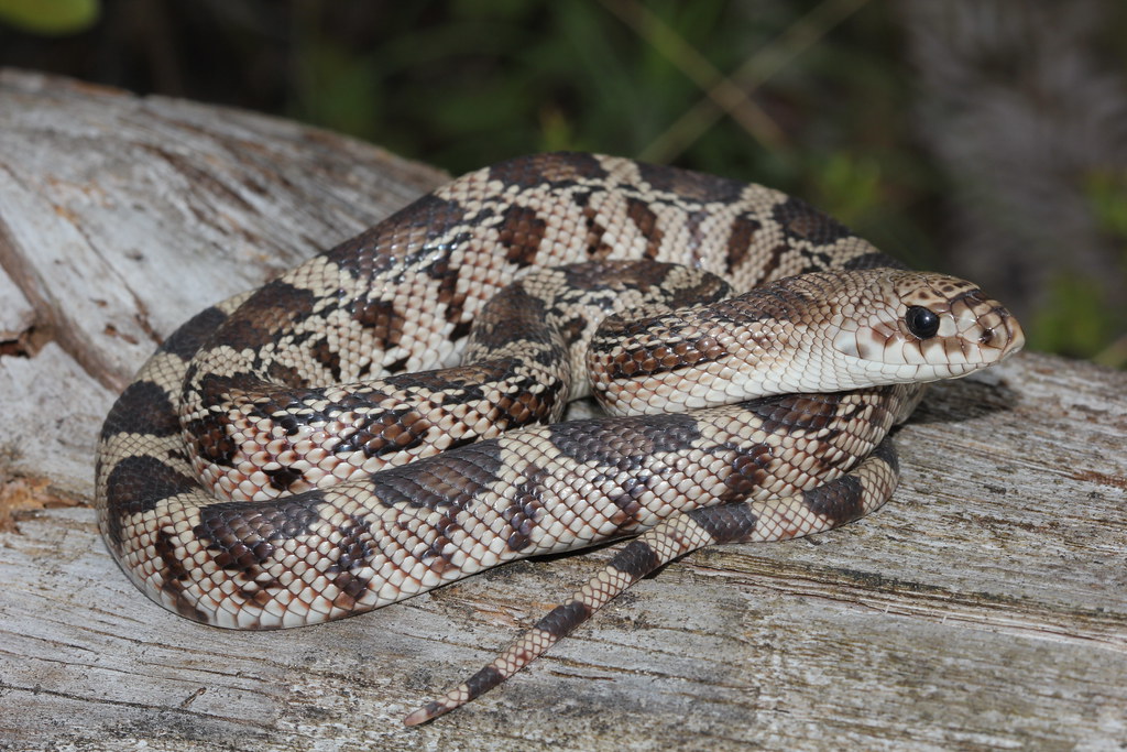 Juvenile Florida pine snake