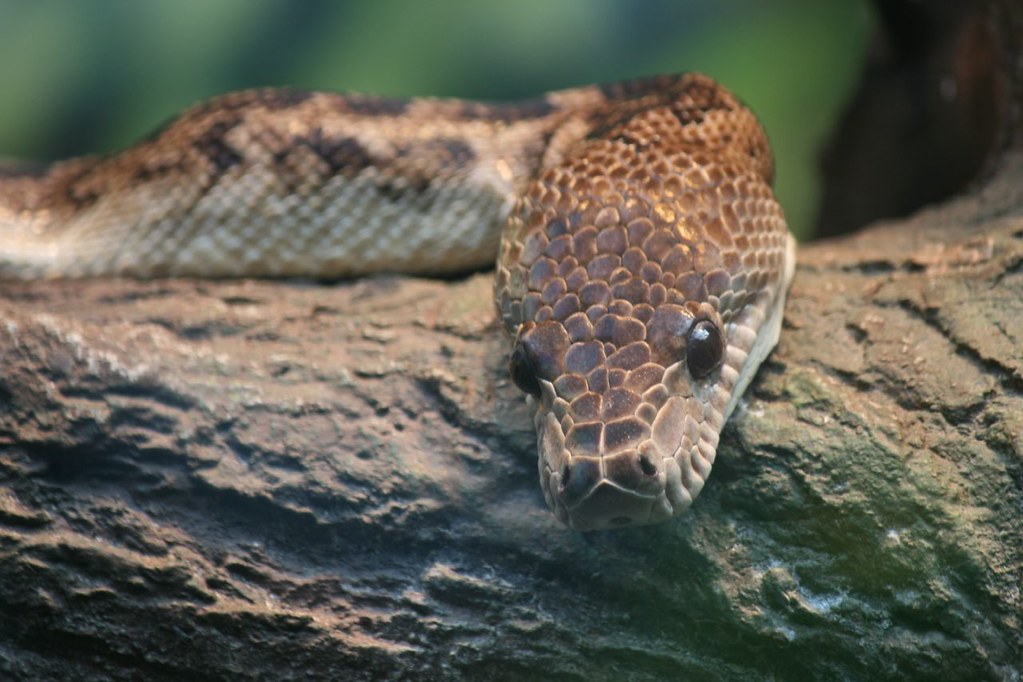 Cuban Boa