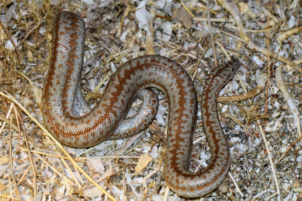 Coastal Rosy Boa, Lichanura orcutti