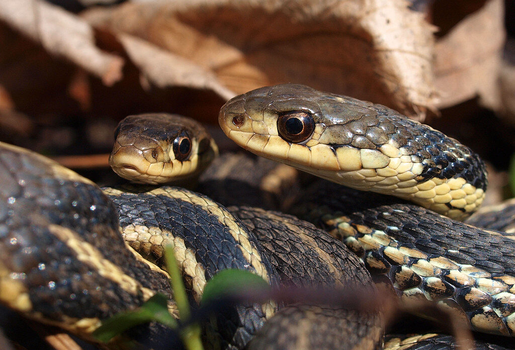 Breeding Behavior