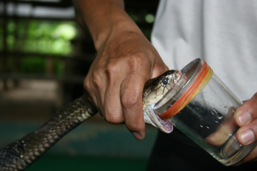 Those mothers actually had venom - Snake farm, Chiang Mai
