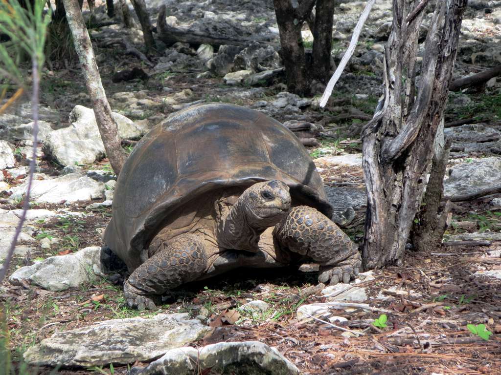 Record-Breaking Tortoise Centenarians