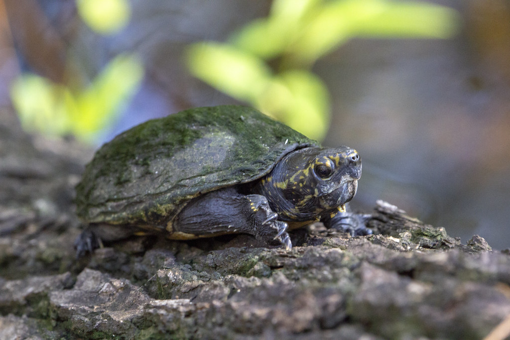 Striped Mud Turtle: The Miniature Marvel