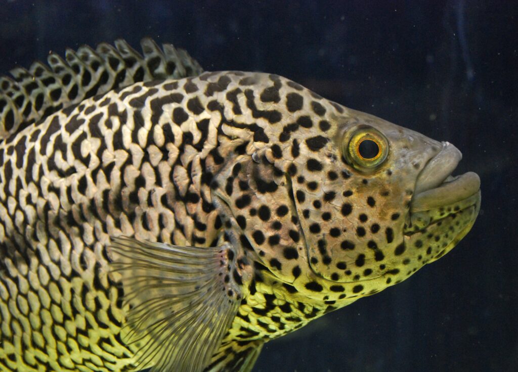 Jaguar cichlid (Parachromis managuensis), male, 2017