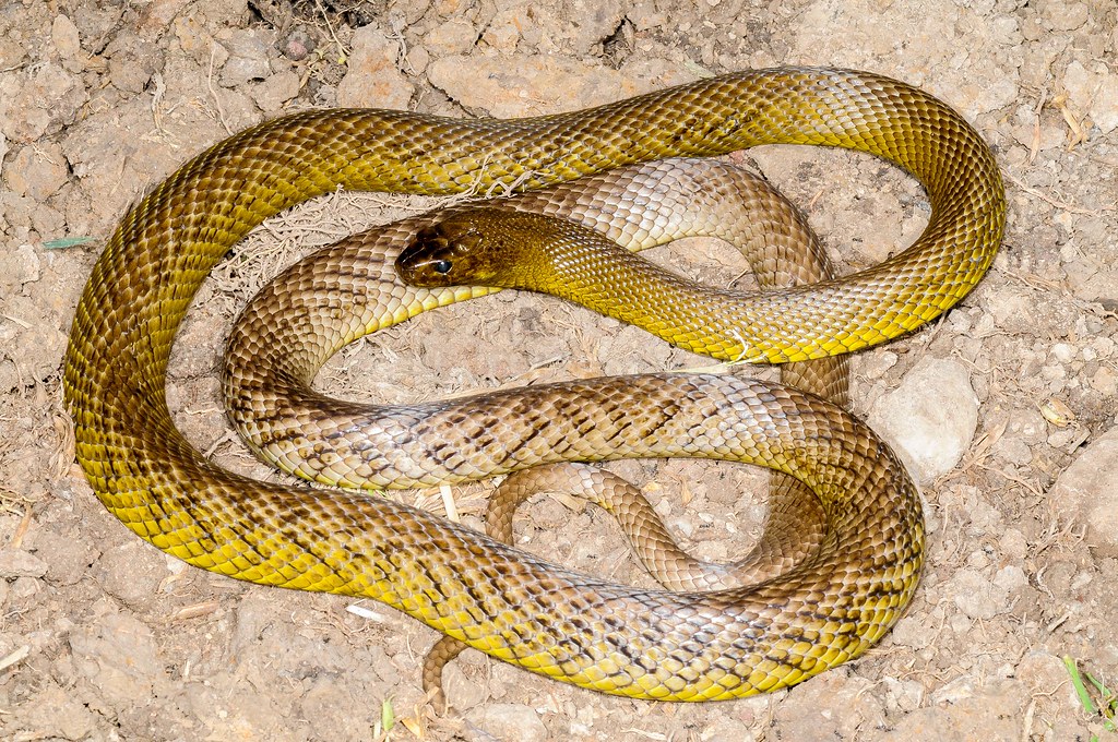 Inland Taipan (Oxyuranus microlepidotus)