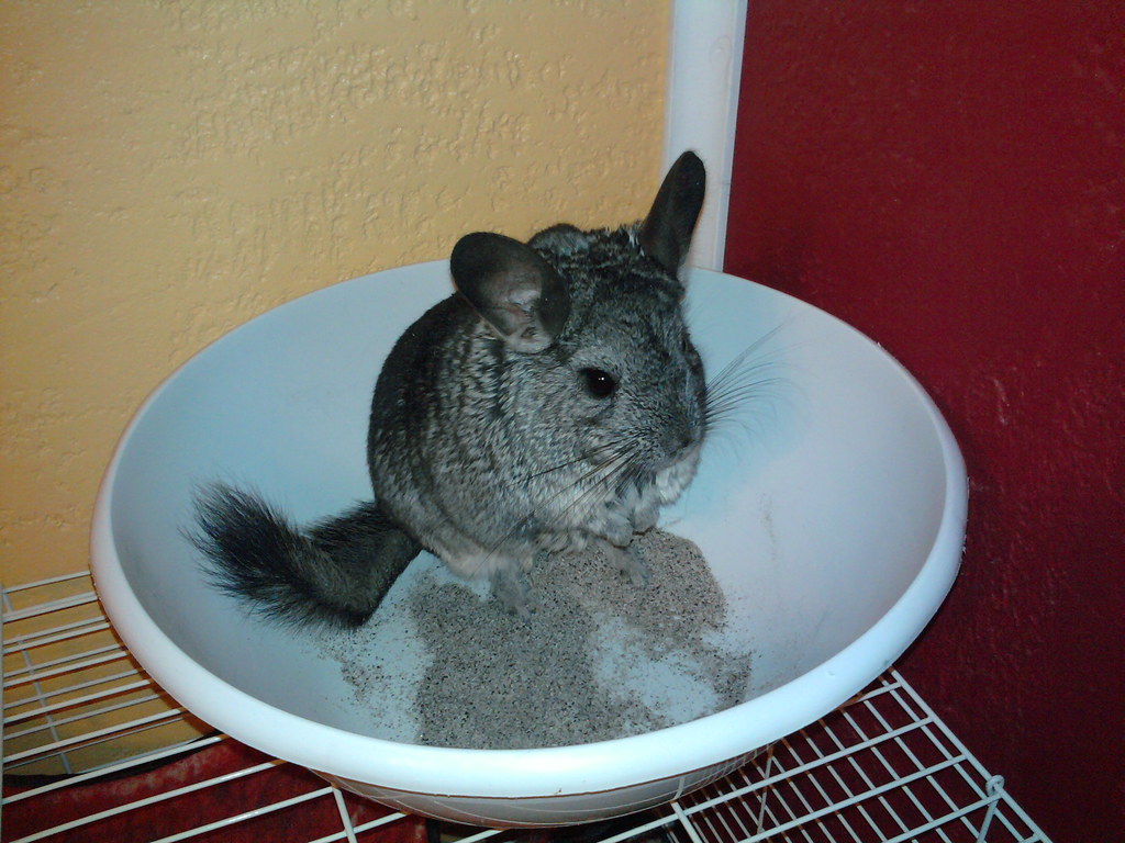 Dust Baths: The Waterless Cleaning Ritual
