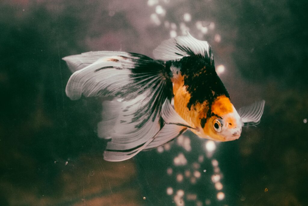 white and orange fish