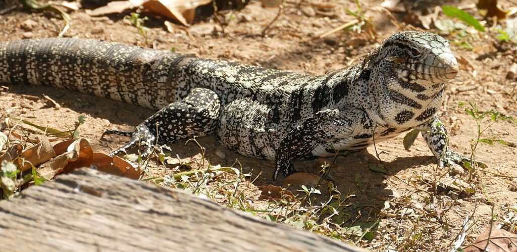 9. Argentine Black and White Tegus