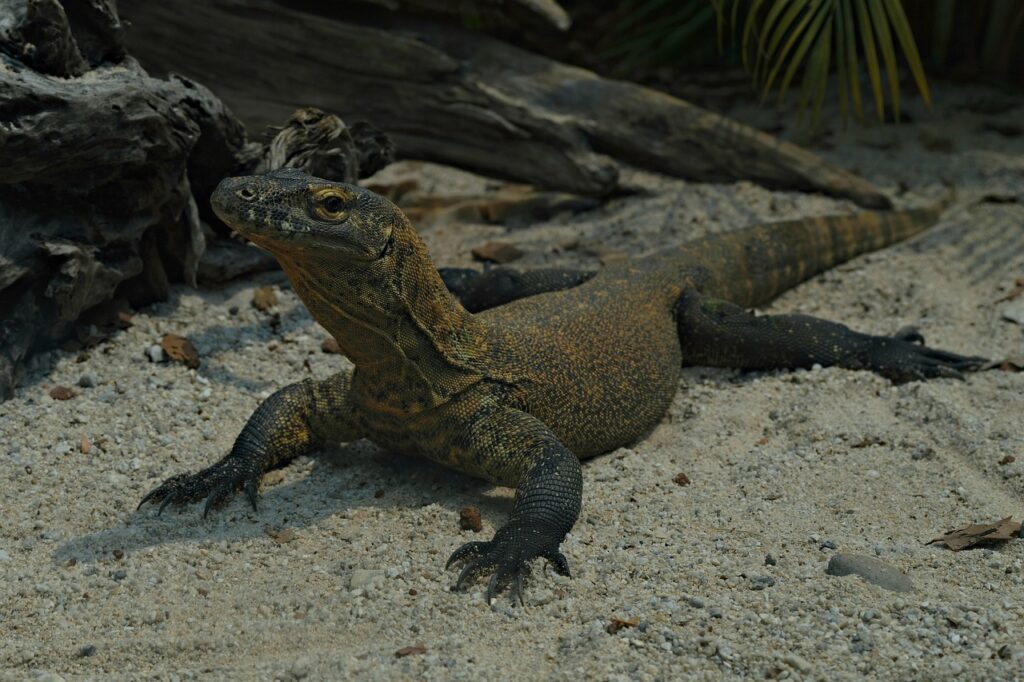 komodo dragon, komodo monitor, nature, wildlife, animal, fauna, predator, varanus komodoensis, reptile