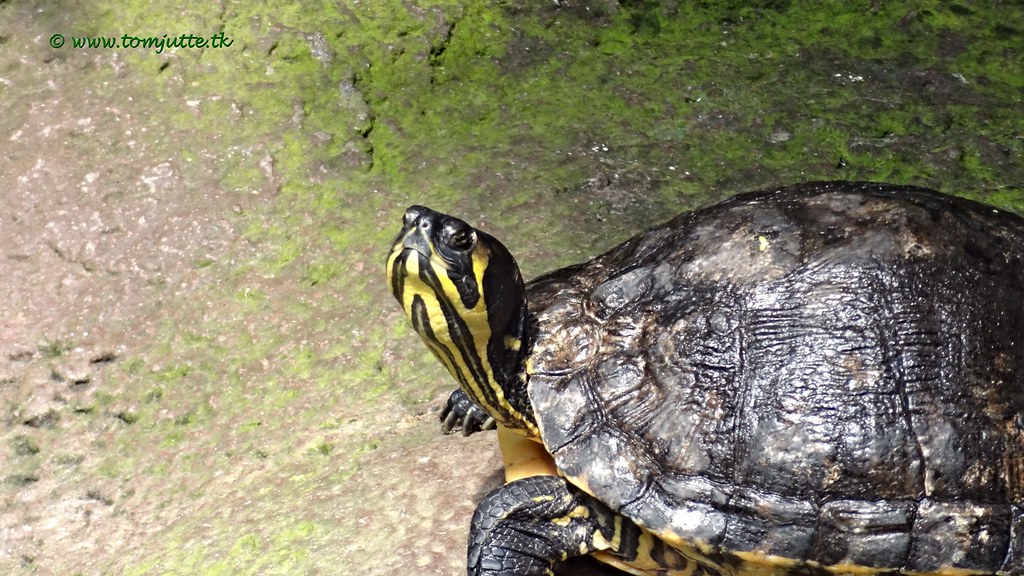 Western Painted Turtle, Dierenpark Emmen, Netherlands - 1634