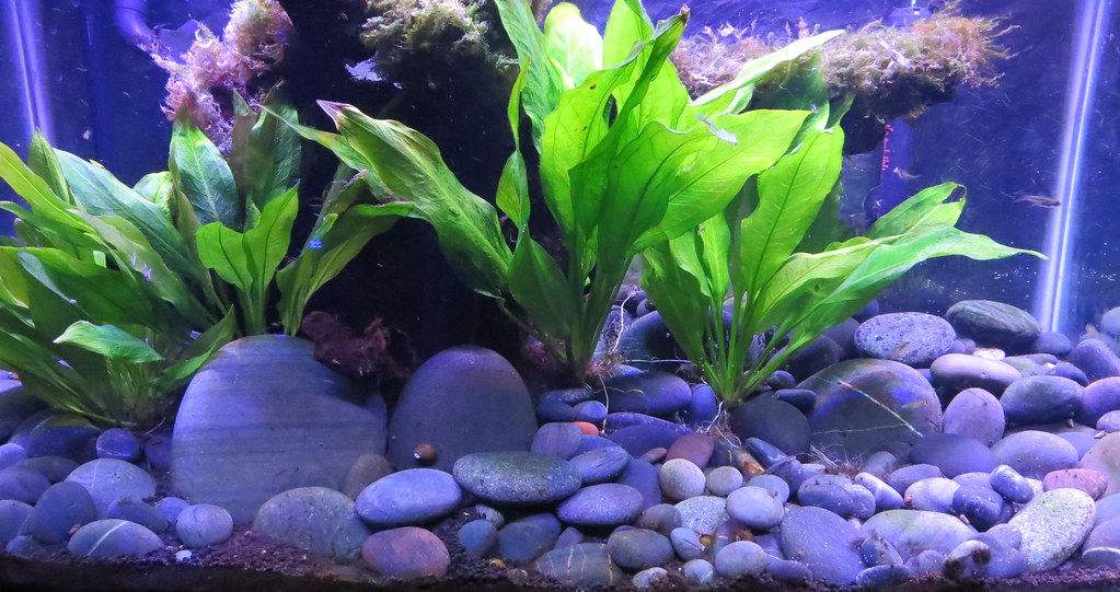 aquarium hardscape
