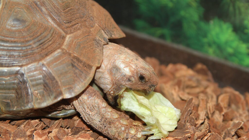 Greek Tortoise (Testudo graeca) Pokey Eating