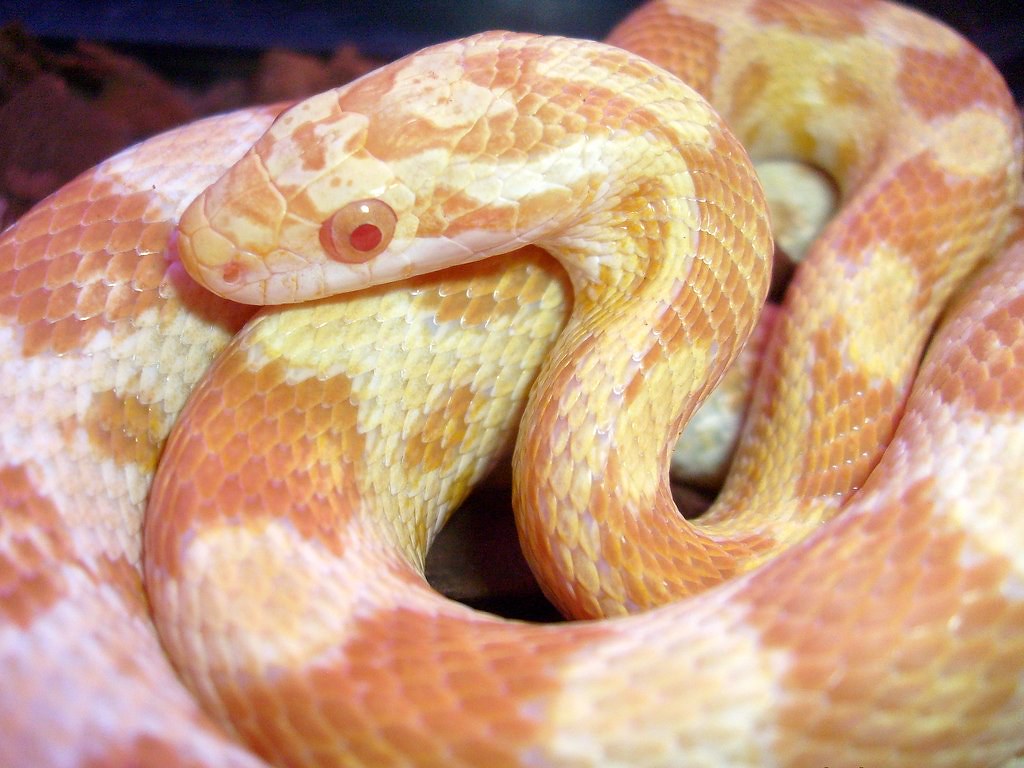 Corn Snakes Have Extraordinary Color Variations