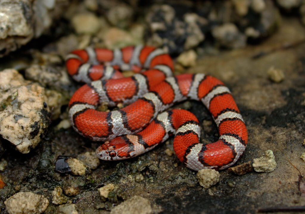 The Evolutionary Puzzle: Why Mimicry Developed