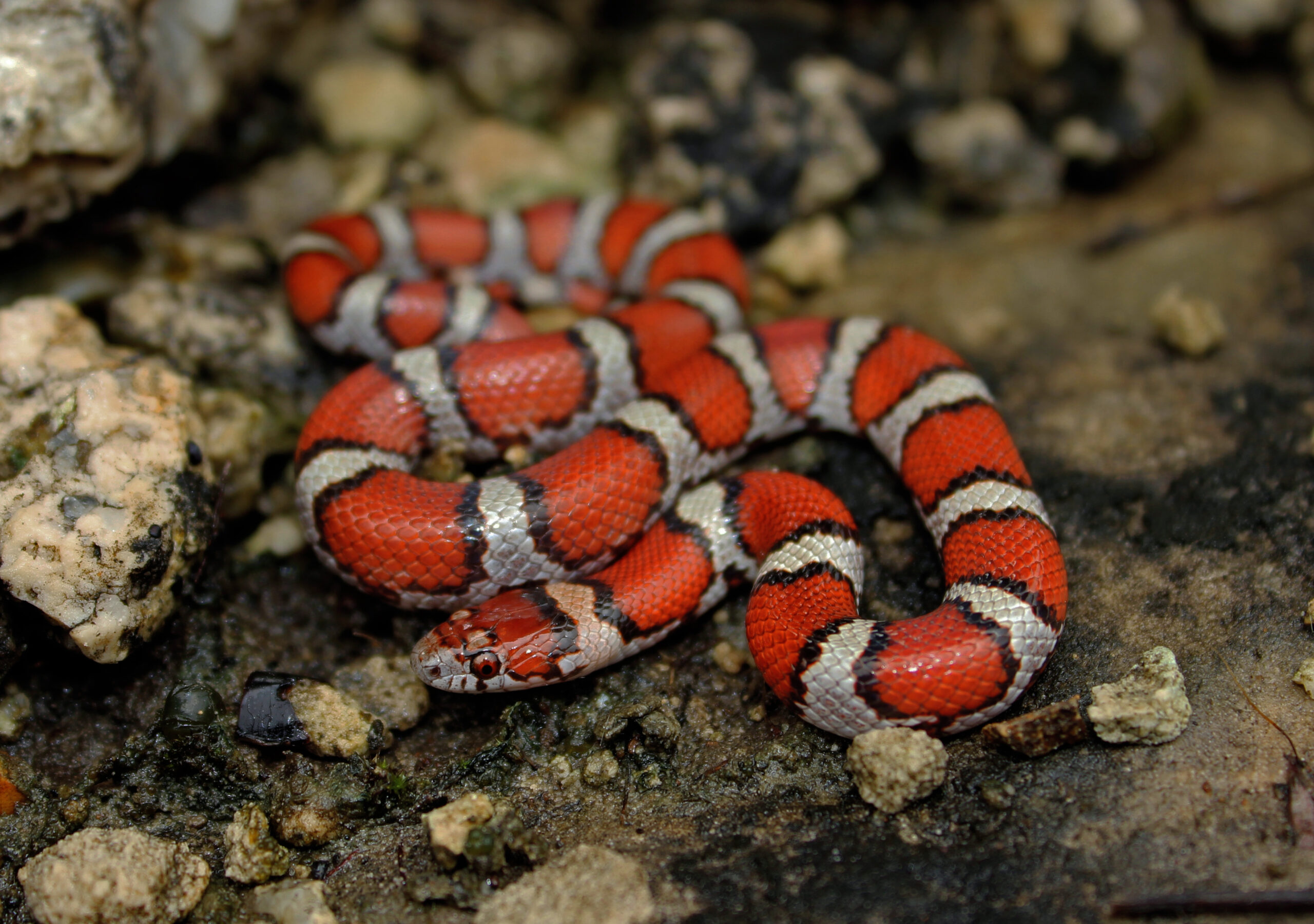The Evolutionary Puzzle: Why Mimicry Developed