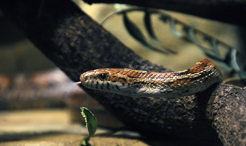 Corn Snakes Are Master Escape Artists