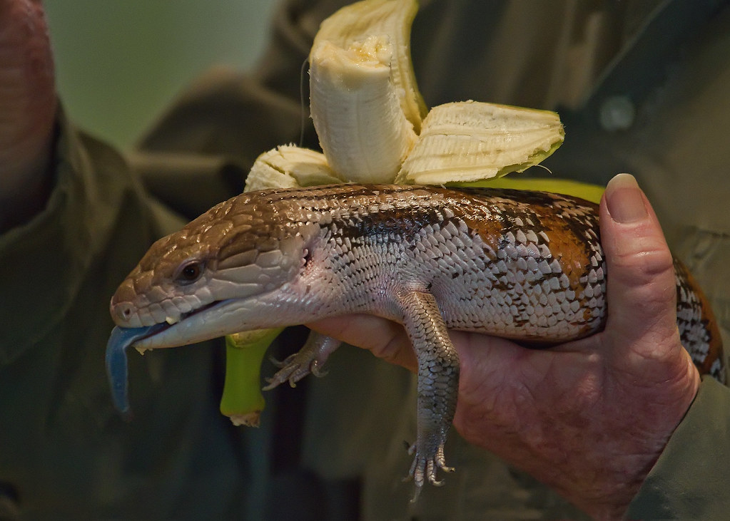 Blue-Tongued Skink (Tiliqua spp)