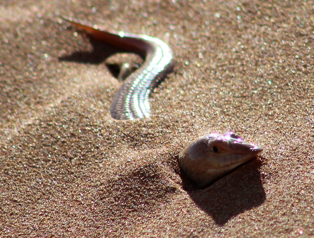 The Desert-Adapted Sandfish Skink